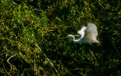 Little egret