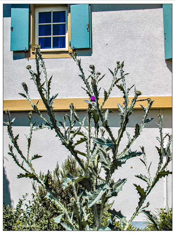 Gartenfreude