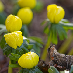 die ersten Winterlinge leuchten im Garten