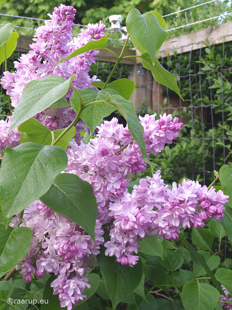 Lilacs in May (Danish: Syren)