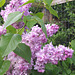 Lilacs in May (Danish: Syren)
