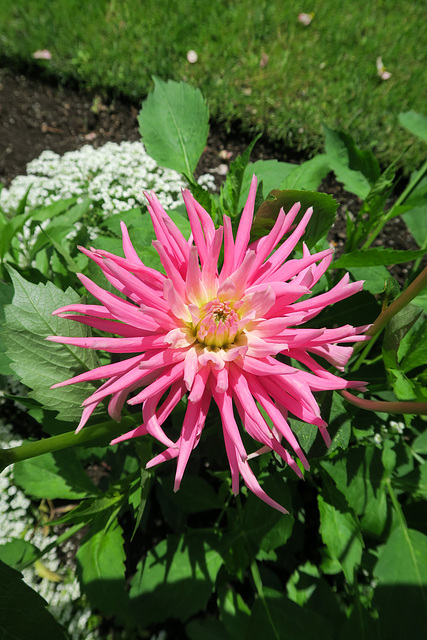 The Butchart Gardens