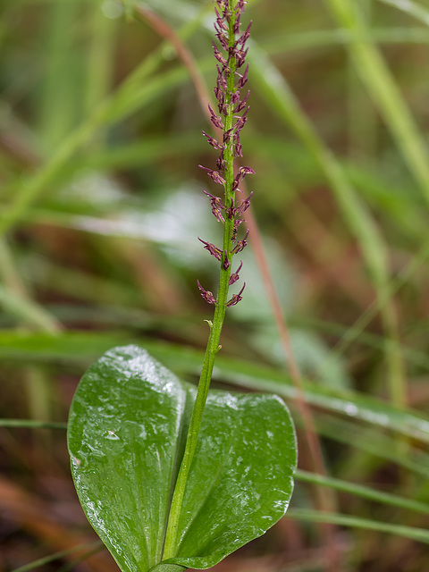 Malaxis porphyrea (Purple Malaxis orchid)