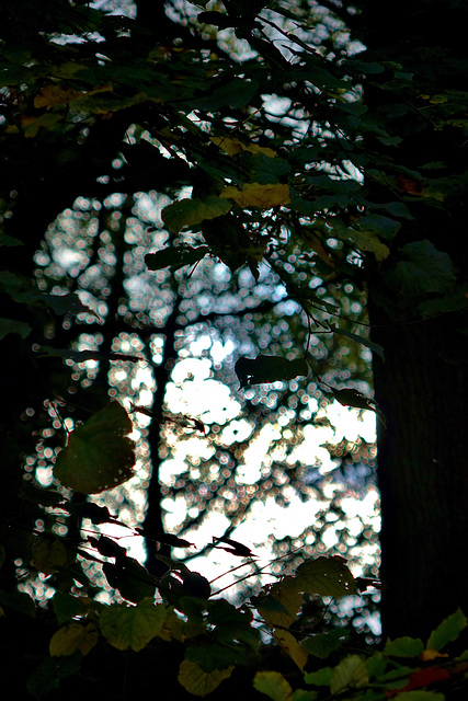 Light And Shade