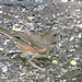 Female Eastern Towhee