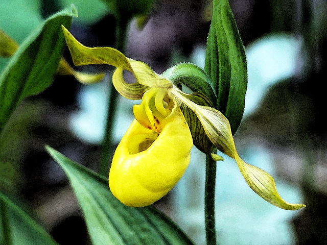 Yellow lady's-slipper