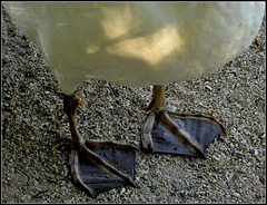 Swim boots Swan