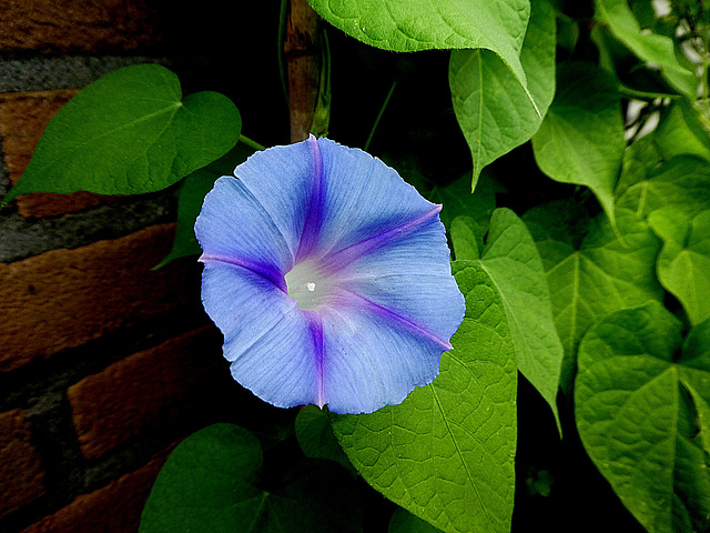 Ipomoea
