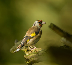 Goldfinch2