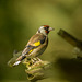 Goldfinch2