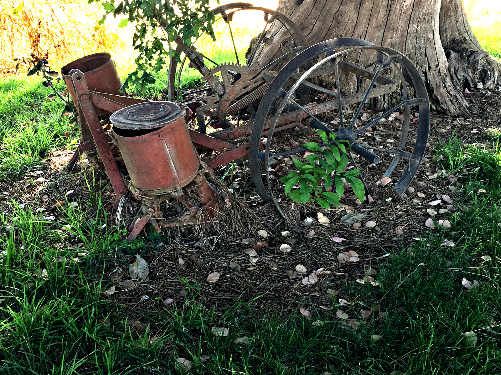 Under the Cyprus tree