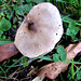 Fungus In The Leaves.