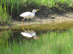 Cattle egret (Bubulcus ibis)