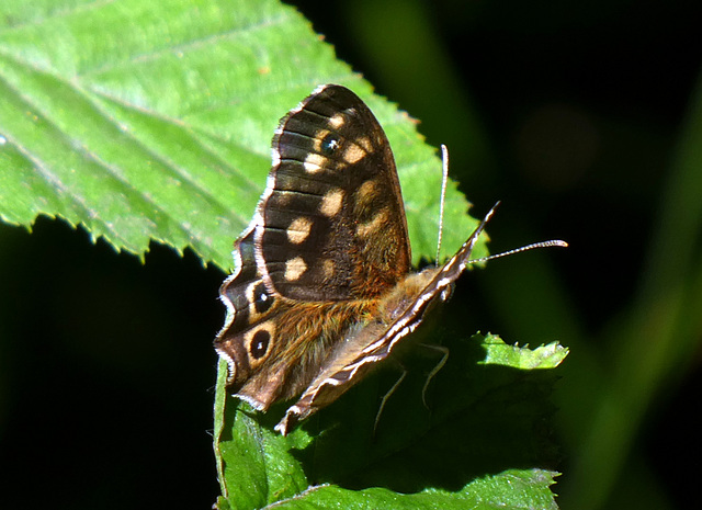 Schmetterling Waldbrettspiel