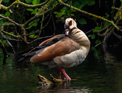 Egyptian goose