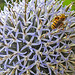 20230719 2385CPw [D~LIP] Kugeldistel, Gelbbindige Furchenbiene (Halictus scabiosae), Honigbiene, Bad Salzuflen