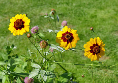 Coreopsis grandiflora