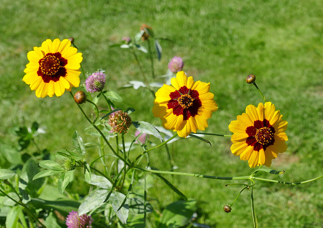 Coreopsis grandiflora