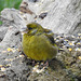 Greenfinch with sunflower seed