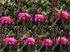 Ruby Throated Hummingbird (f) on a Zinnia Collage