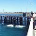 cooling off at San Remo harbour