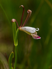 Cleistesiopsis oricamporum (Small Coastal Plain Spreading Pogonia or Small Rosebud orchid)