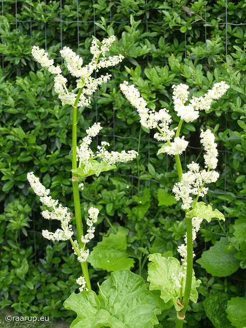 Flowery rhubarbs (Danish: Rabarber)