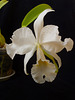 Cattleya labiata alba ´Estrela D`alva´ x alba ´Fábio Nahas´
