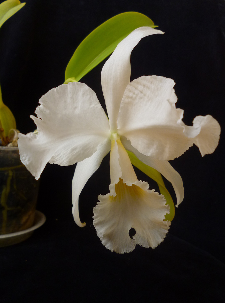 Cattleya labiata alba ´Estrela D`alva´ x alba ´Fábio Nahas´
