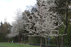 Baumblüte Kähnsdorf
