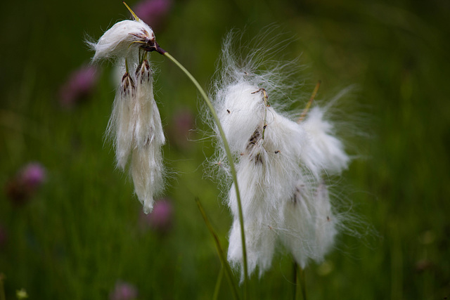 Linaigrette