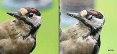 Greater Spotted woodpecker's "third" eyelid