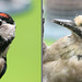 Greater Spotted woodpecker's "third" eyelid