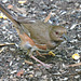 Female Eastern Towhee