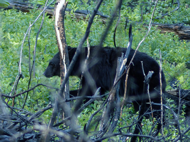 Black Bear, Waterton