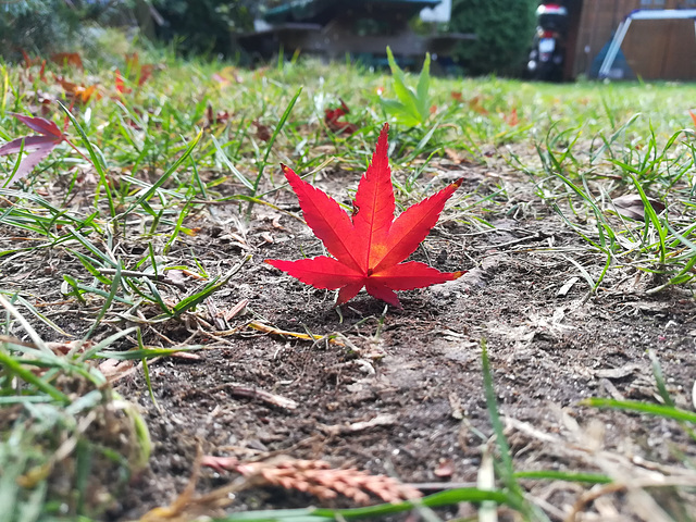 Maple Leaf Fall