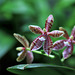 Phalaenopsis 'Thalebani '