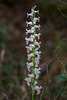 Spiranthes odorata (Fragrant Ladies'-tresses orchid)