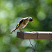 Goldfinch8