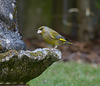 Herbs garden birds: Green finch on drinking fountain.
