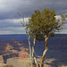 Maricopa Point, Grand Canyon