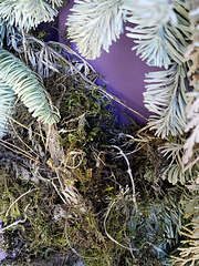 wreath nest-20210418 174244