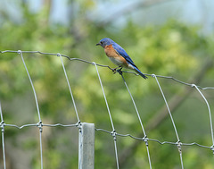 HFF with the bluebird