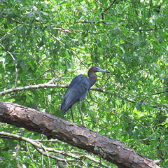 Little blue heron (Egretta caerulea)