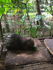 En cage à Bali