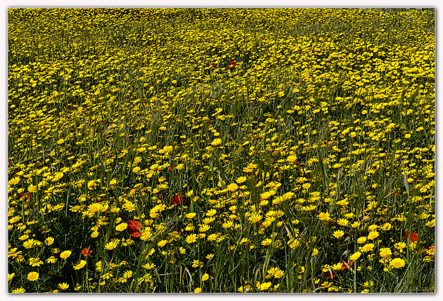 Wheat among yellow chrysanthemums