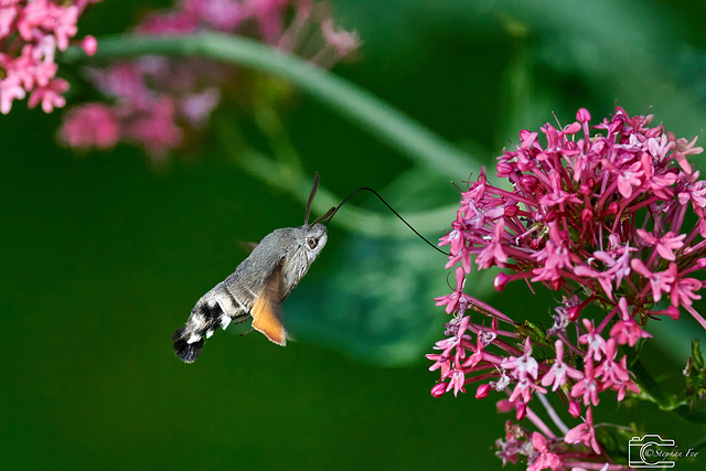 I love this small fellow in our garden