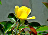 Yellow Rose.