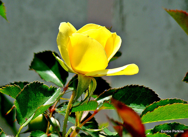 Yellow Rose.