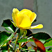 Yellow Rose.
